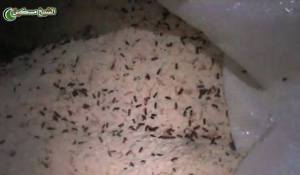 Sheikh miskin 12 agosto 2013