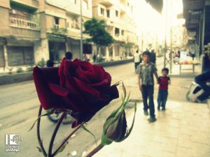 860522_236016519929092_924706004230463755_o